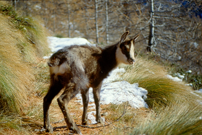 camoscetta malandata